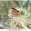 aricia agestis female1